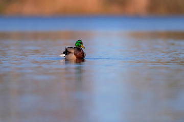 Male mallard floating in lake at sunrise. Side view.