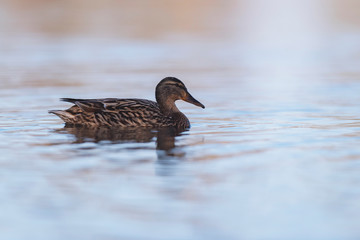 Female mallard swimming in lake. Side view.