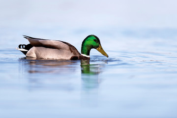 Male mallard drinking in lake in morning sunlight. Side view.