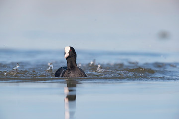 Eurasian coot swimming in lake towards camera.