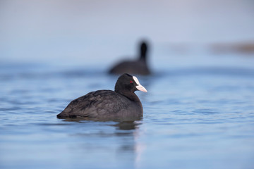 Eurasian coot in lake in sunlight. Side view.