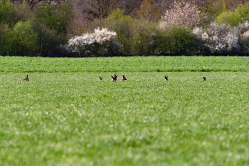 Herd of roe deer lying in tall grass in sunlight.