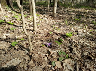cigarette packet in the forest