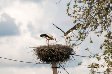 beautiful stork birds in the nest in the spring on a clear day