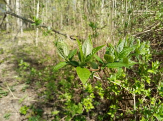 spring Green