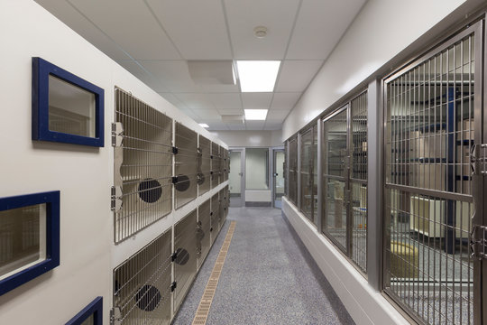 Metal doors of empty cages in animal shelter