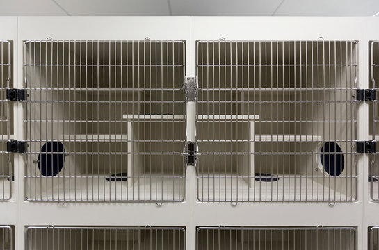Metal doors of empty cages in animal shelter