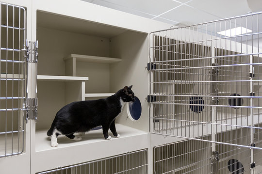 Cat sitting in open cage in animal shelter