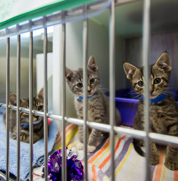 Kittens sitting in cage at animal shelter