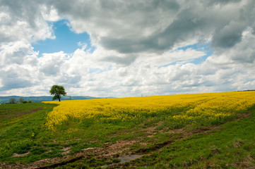 flowering field of a good spring day on a bright sky and valley with majestic mountains