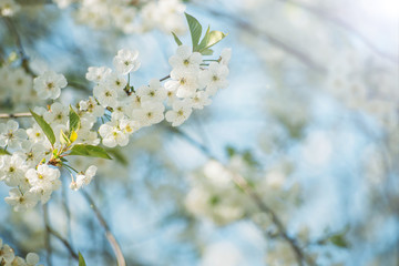 spring background blooming tree on a sunny day