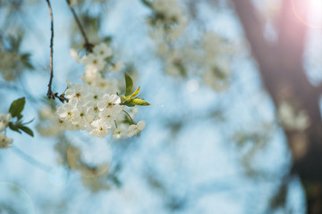 spring background blooming tree on a sunny day