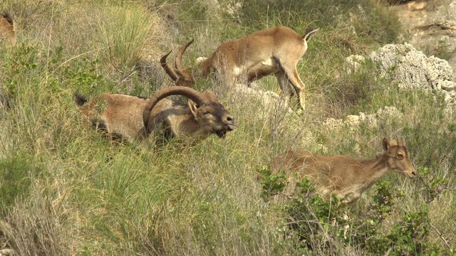  Ibex Iberian male in heat chasing the female in the bushes      