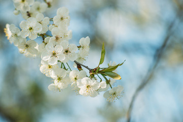 spring background blooming tree on a sunny day
