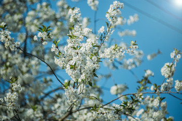 spring background blooming tree on a sunny day