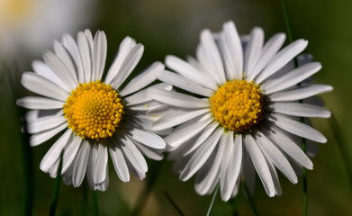 Obraz premium nahaufnahme von zwei gänseblümchen mit pollen im frühling