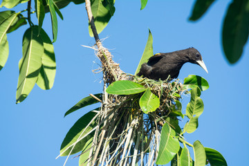 cacique