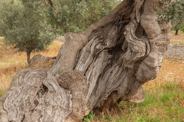 Twisted trunk of olive tree in grove on sunny spring day