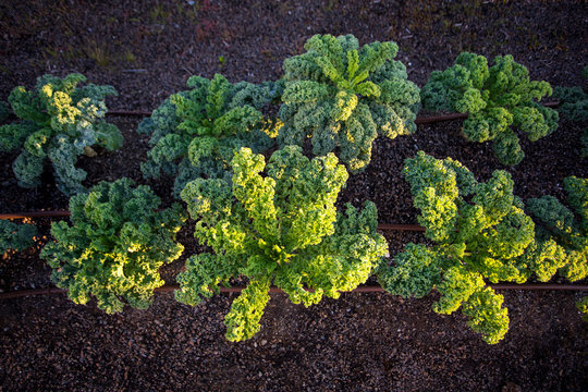 Plants growing in rows in field
