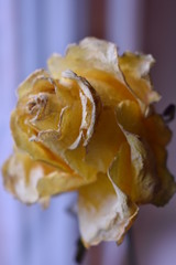 dried bright yellow rose on the background of a bright window with light pink colours