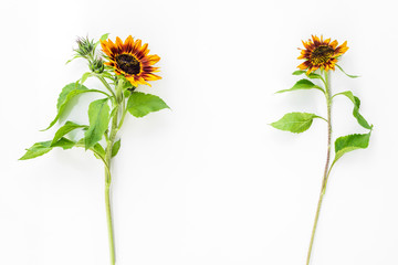 Two sunflowers on white background