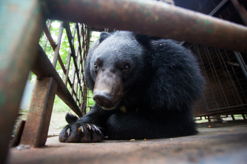 Himalayan bear in an iron cage. The bear looks through the cage with sad eyes. Himalayan bear in captivity.