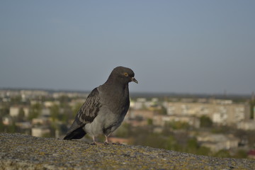 pigeon on a rock