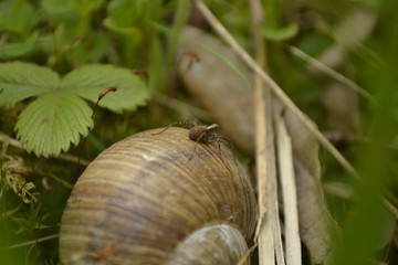 spider on a shell