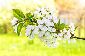 Flowering branch of cherry on a spring background, close-up
