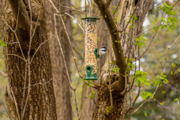 Black capped chickadee sitting at bird feeder in woods