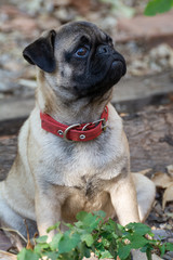Fototapeta premium mascota