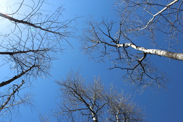 Branching Sky