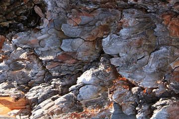 Closeup of tree bark. Natural texture,. Used for desktop and photo design