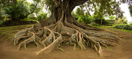Elevated tree roots in park