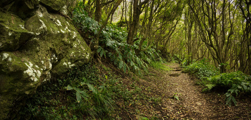 Dirt path through lush forest