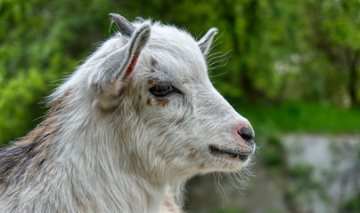 Fototapeta premium Goat photo