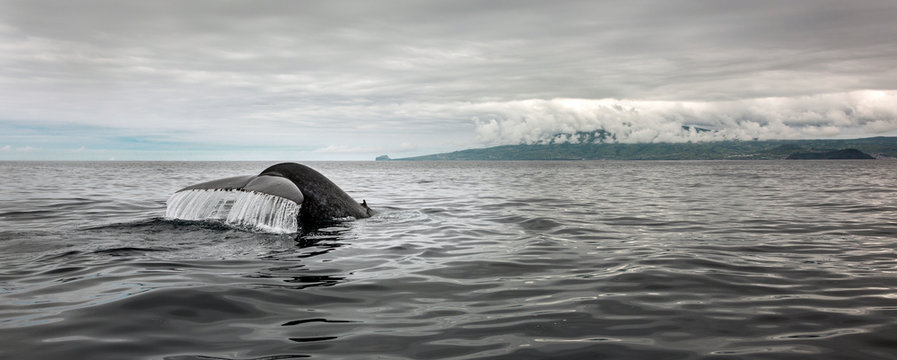 Whale Tail Splashing In Ocean Water