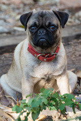 Obraz premium mascota