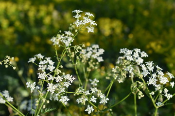 White flowers in meadow