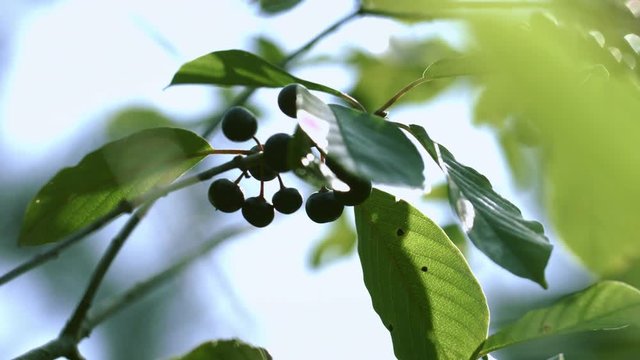 Branches of Frangula alnus with black berries waving on wind. Alder Buckthorn