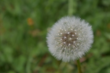 Dandelion
