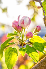Delicate spring flower of apple tree in backlight, macro
