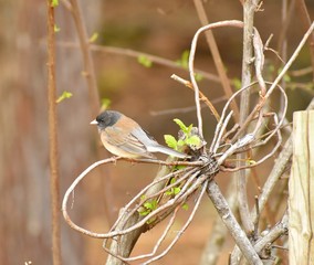 Junco sitting on twig dragonfly wing