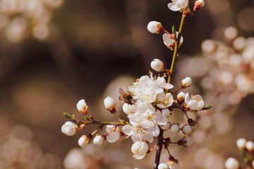 Honey bee collecting pollen from flowers, vintage style.