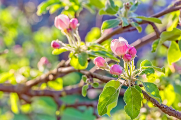 Flowering branch of an apple in a spring garden, backlit