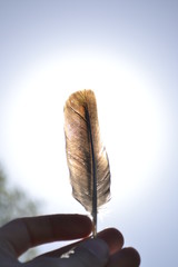 feather on wooden background