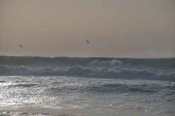 sunset, seagulls and waves on Praya do Norte, Nazare, Portugal in good weather
