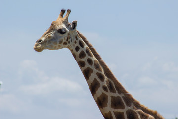Jirafa
