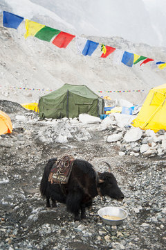 Yak eating from bowl at base camp, Everest, Khumbu region, Nepal
