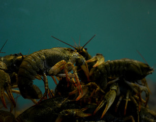 group of river crayfish in water